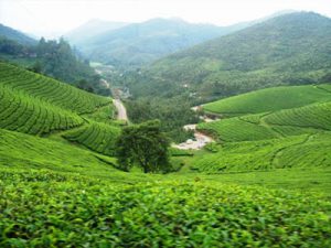 Tea plantation in Munnar