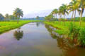 Alleppey backwaters