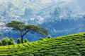 Munnar Package