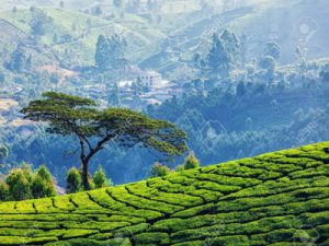 Munnar tea Gradens