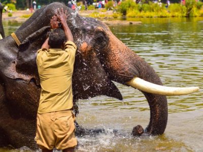 Elephant Junction Thekkady