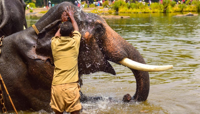 Elephant Junction Thekkady