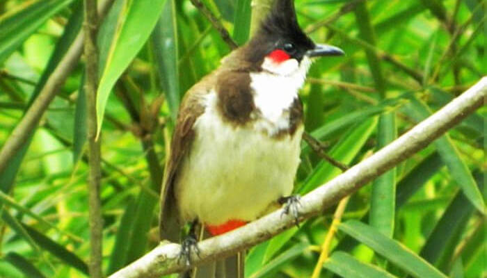 Kumarakom Bird Sanctuary