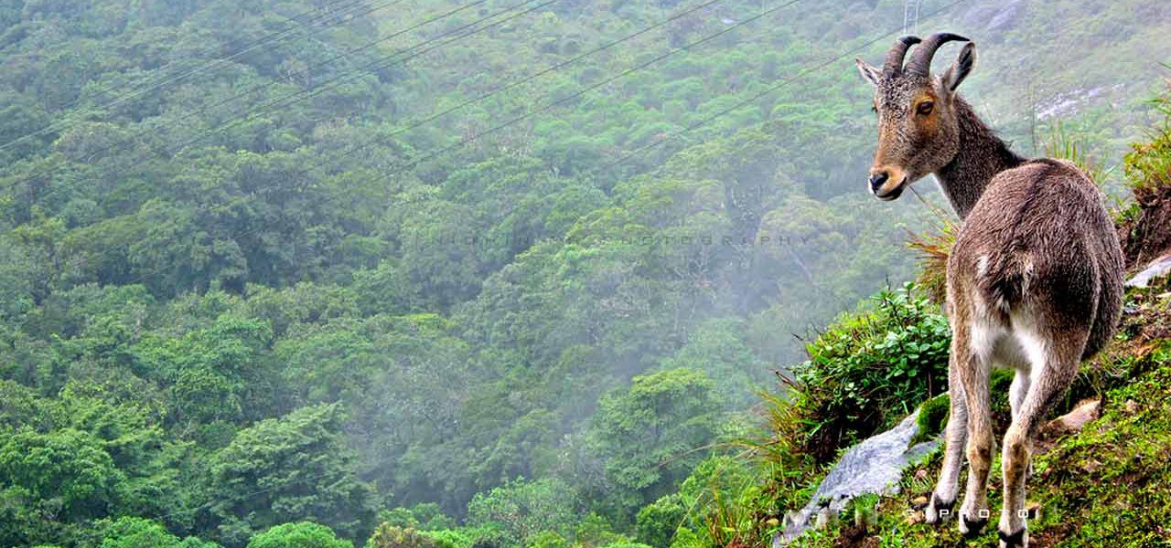 Rajamalai in Munnar