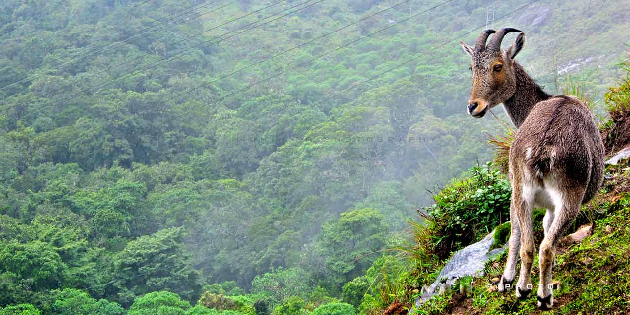 Rajamalai in Munnar