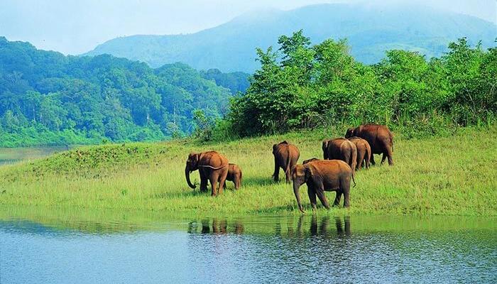 Periyar Wild Life Sanctuary & Thekkady