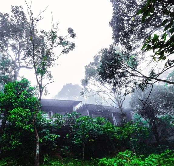 wayanad wild resort