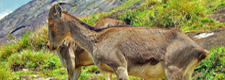 Munnar wildlife