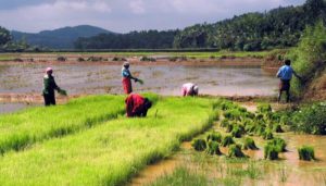 Anakara Thekkady