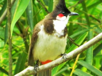 Kumarakom Bird Sanctuary