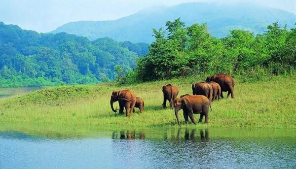 Munnar Thekkady Kumarakom Tour