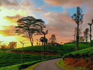 Blissful Kerala Tour - 8 days