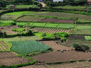 Munnar Kumarakom Tour Package 4 Days
