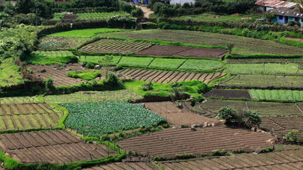 Munnar Kumarakom Tour Package 4 Days
