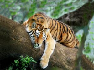 Munnar Houseboat Tour 5 Days