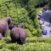 Munnar Thekkady Cochin Tour