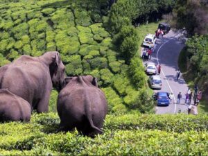 Munnar Thekkady Cochin Tour