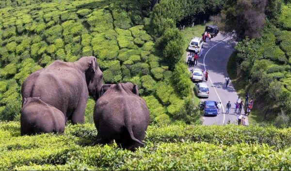 Munnar Thekkady Cochin Tour