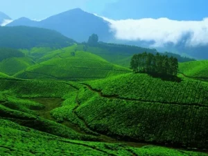 Essence of Kerala 8 Days