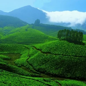 family tour packages for kerala